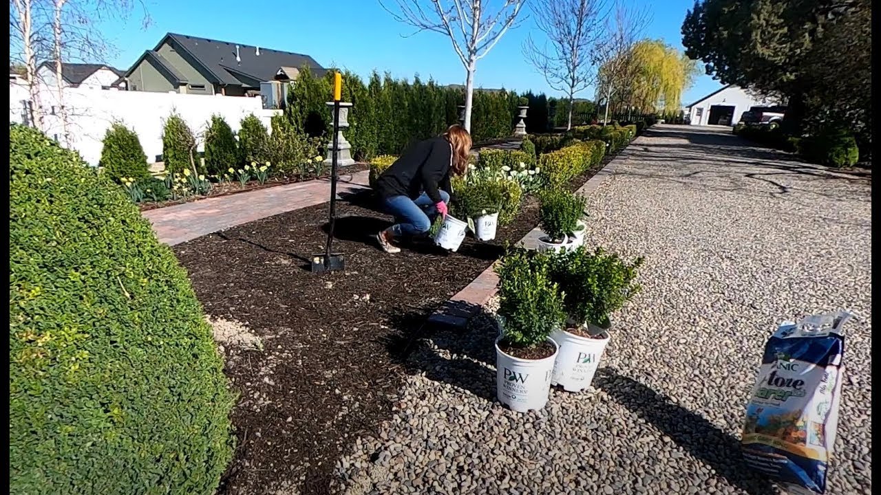 Espoma Video Moving Roses and Planting Boxwoods with Garden Answer