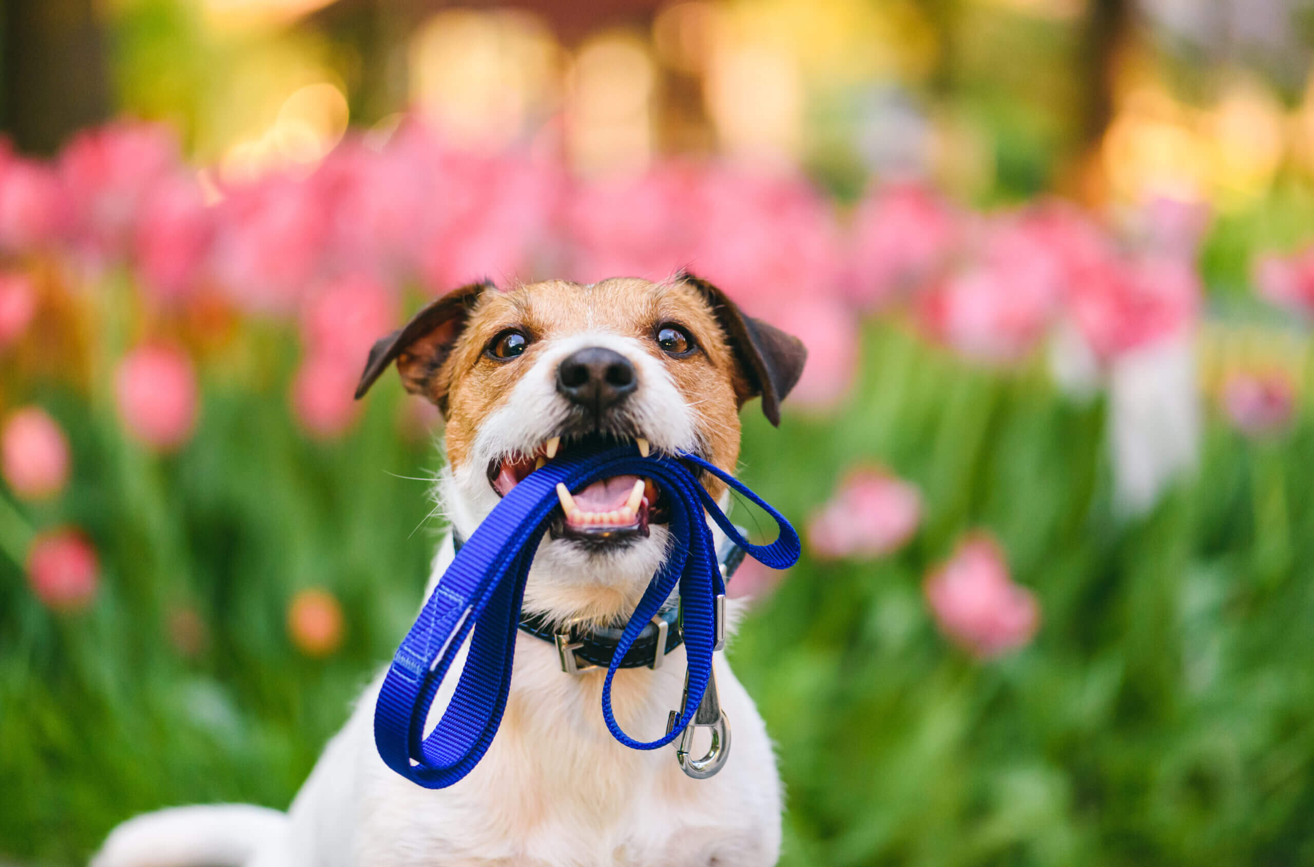 Finding The Best Dog Walking Service For Your Pet’s Needs