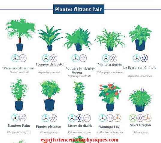 Top 18 des plantes d'intérieur dépolluantes qui purifient