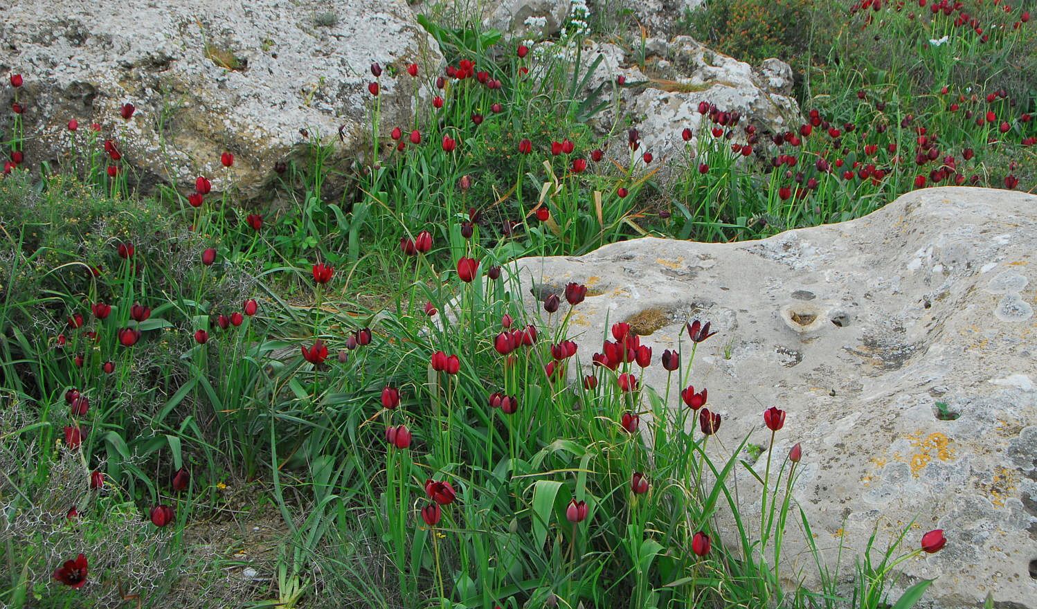 North Cyprus Flora Essential Cyprus