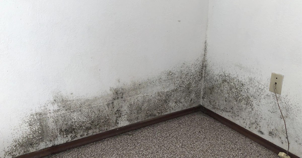 How To Remove Mold From Drywall Painted And Unpainted