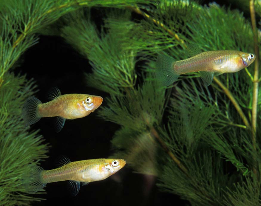 What Eats Mosquitoes? And How To Attract These Natural Predators To