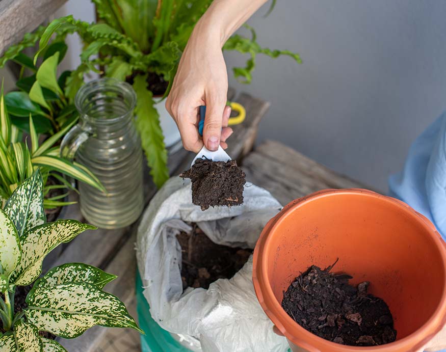 How To Aerate Soil In Potted Plants Identify And Solve Compacted Soil