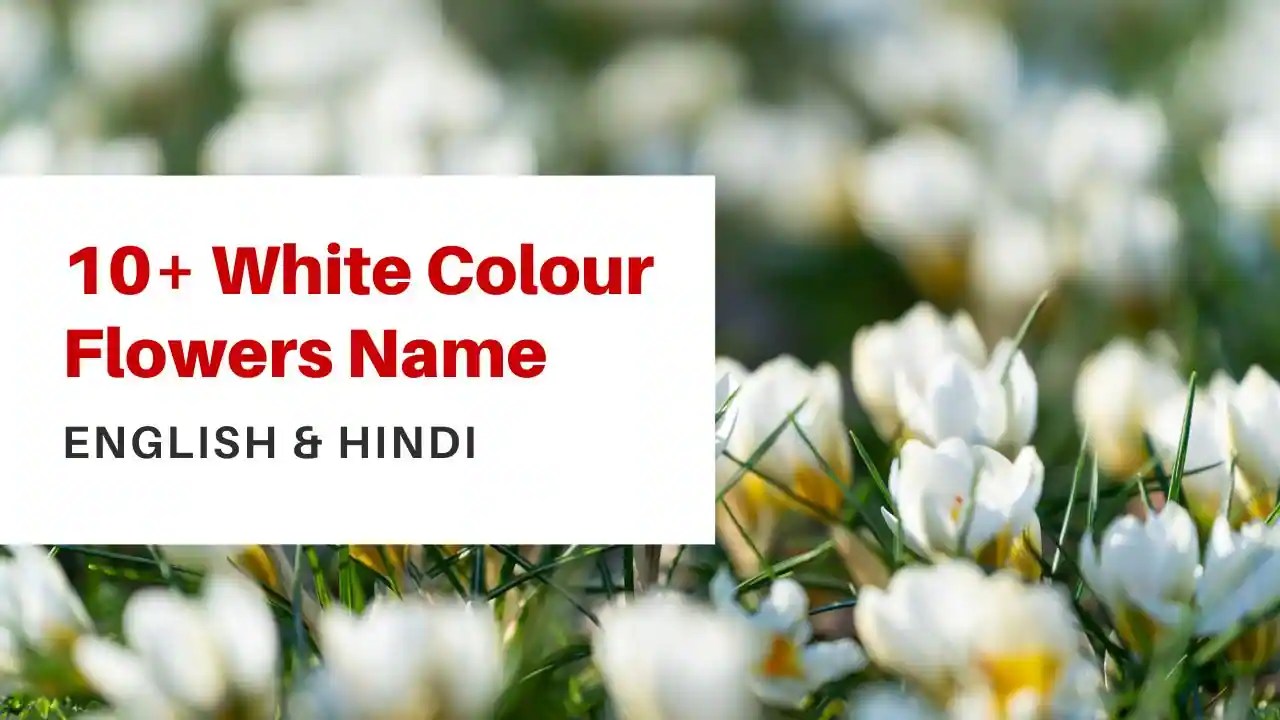 10+ Favorite White Flowers Name List in English and Hindi Storybook