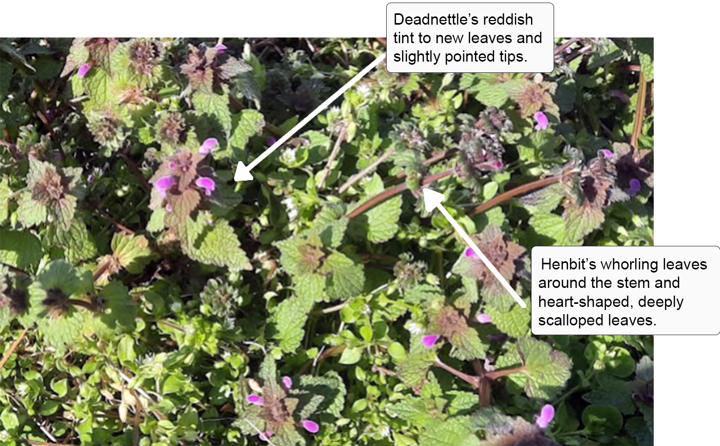 Henbit or Purple Dead Nettle Eastern Shore Virginia Master Gardeners