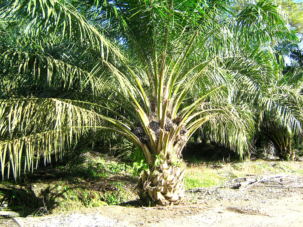 African Oil Palm Elaeis guineensis
