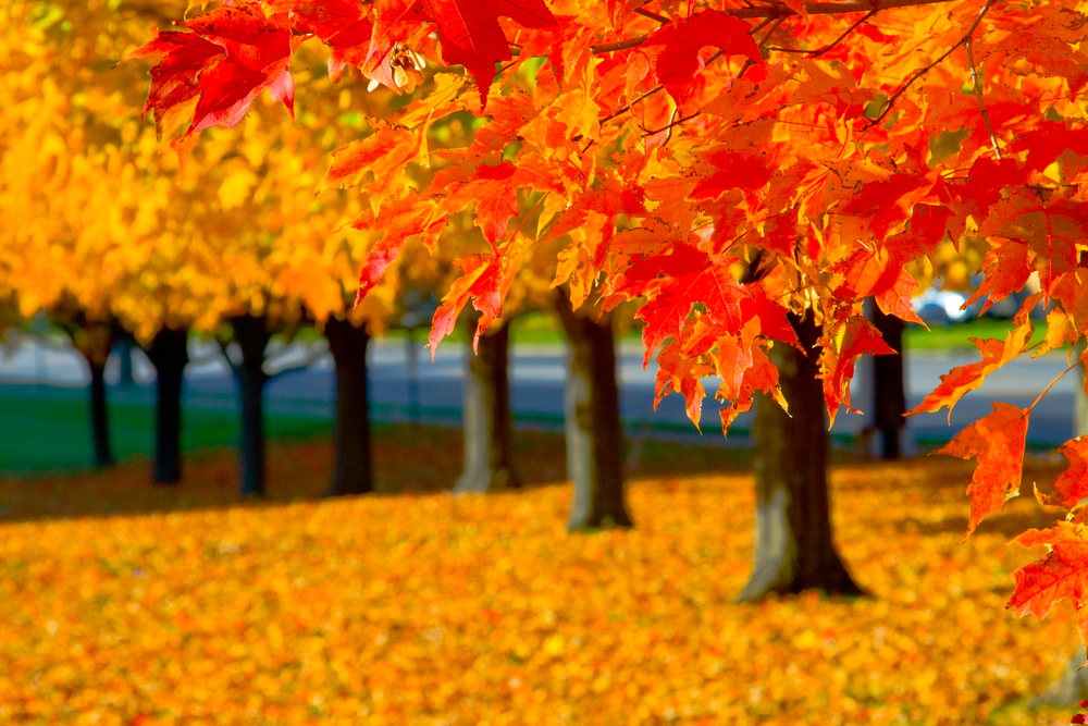Fall leaves Engineering Technical Consultants