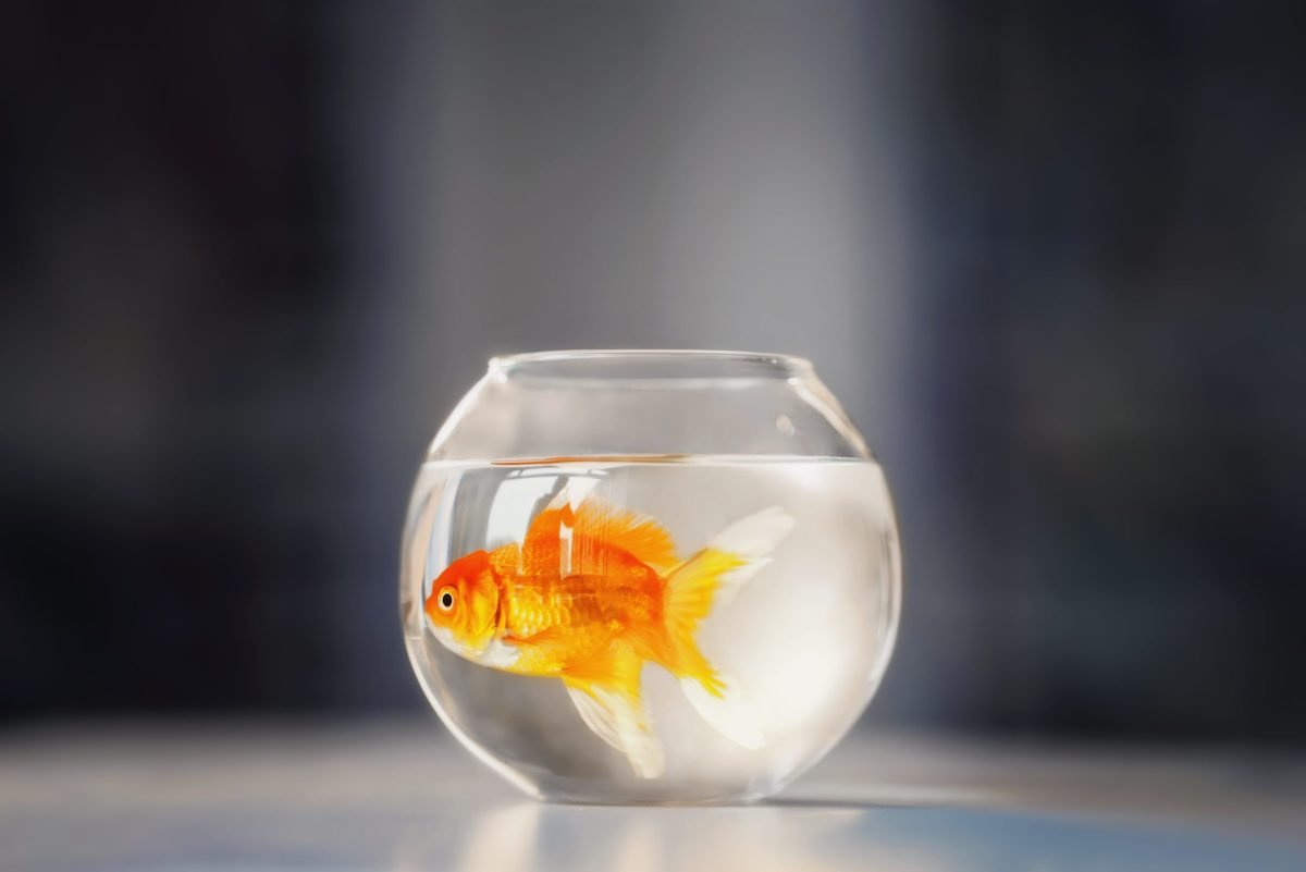 'Fishbowl' Game Rules, Ideas, Tips eTeamBuilding
