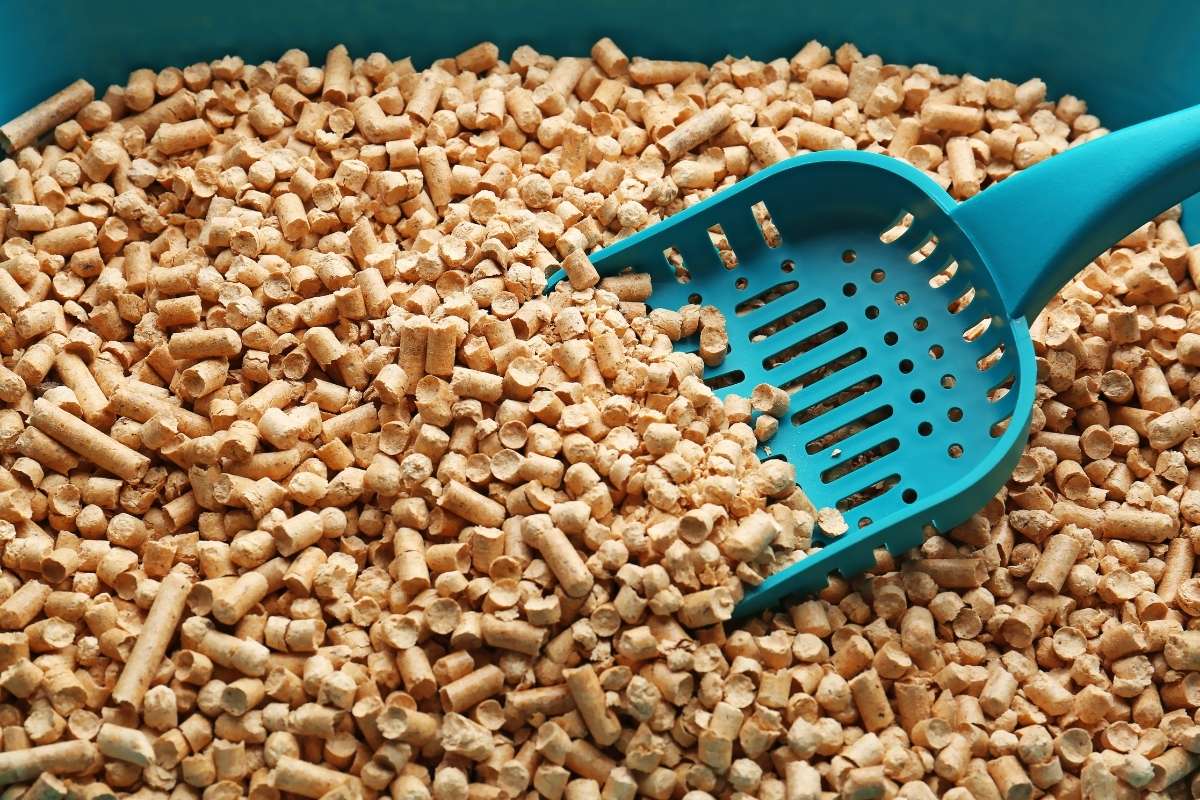 How to an EcoFriendly Pet Owner Ethical Zest