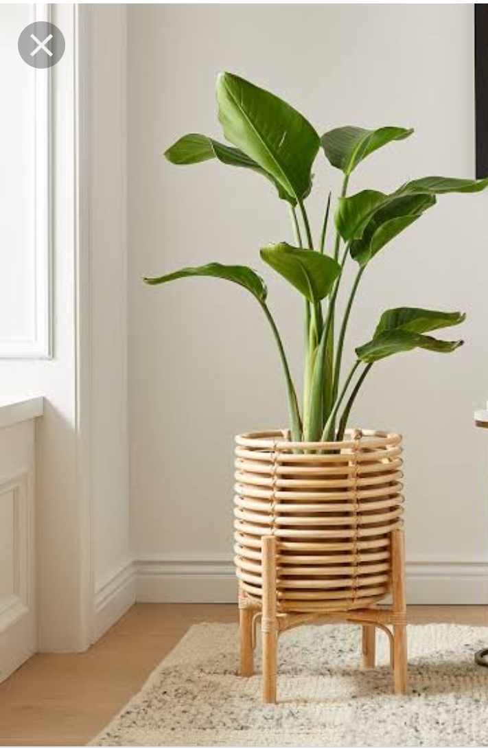 Cane Planter with Stand (CPS118), EC 103 ETHICA ONLINE