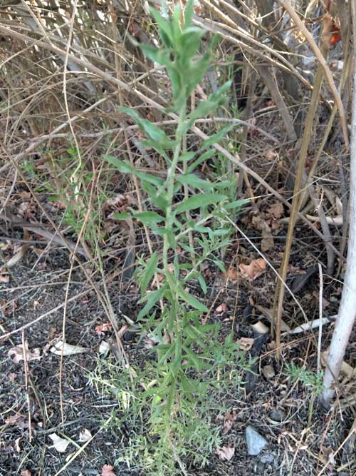 Historical use of the Arrow Weed Plant