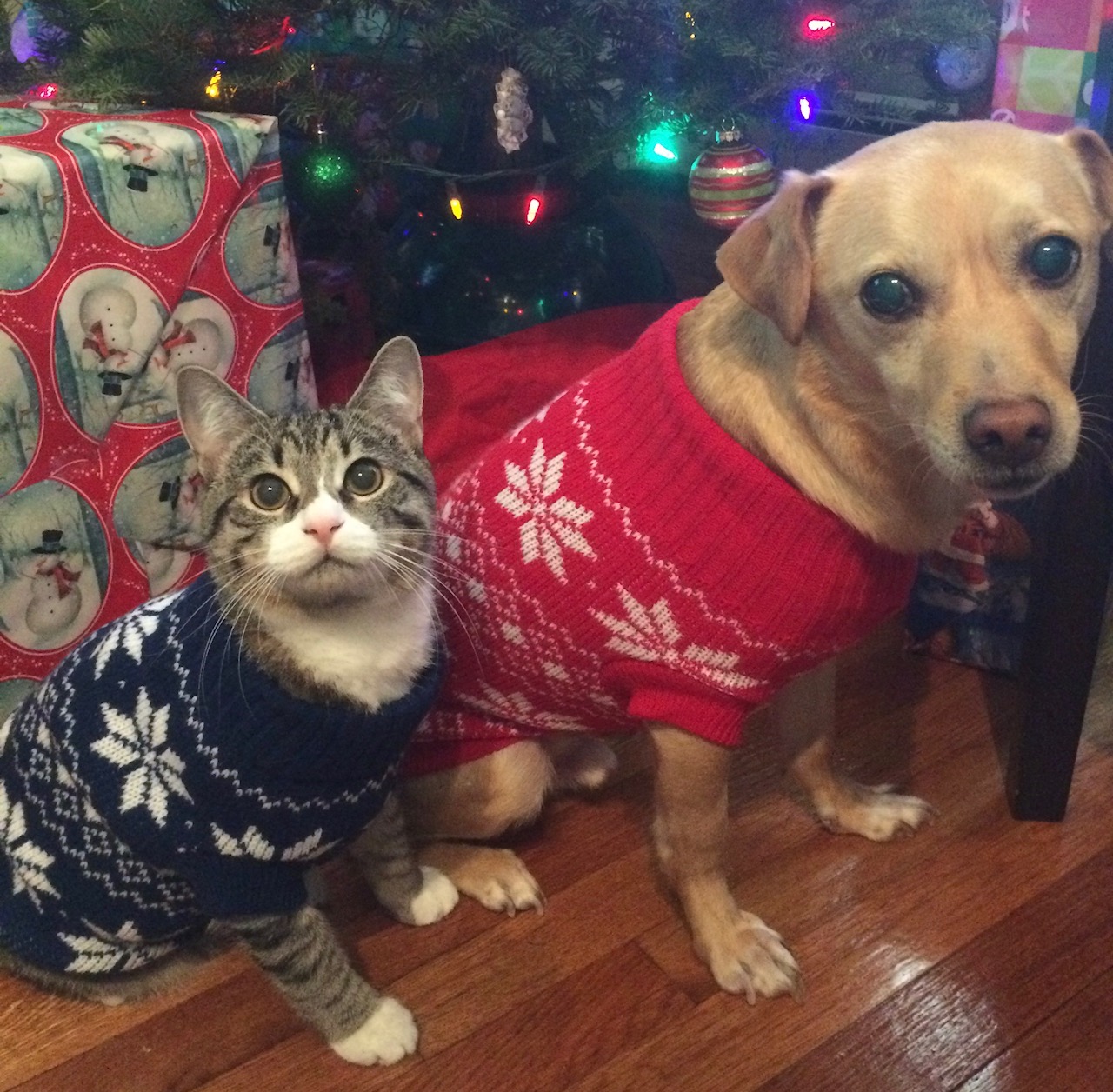 How to Keep Pets Warm in Winter 5 Tips!