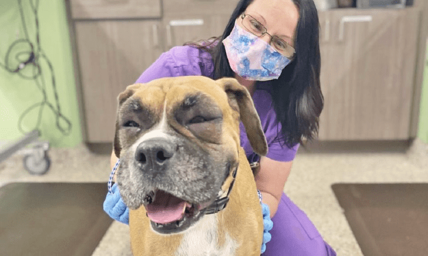 Hives In Dogs: What To Do If Your Dog Experiences An Allergic Reaction - Ethos Veterinary Health