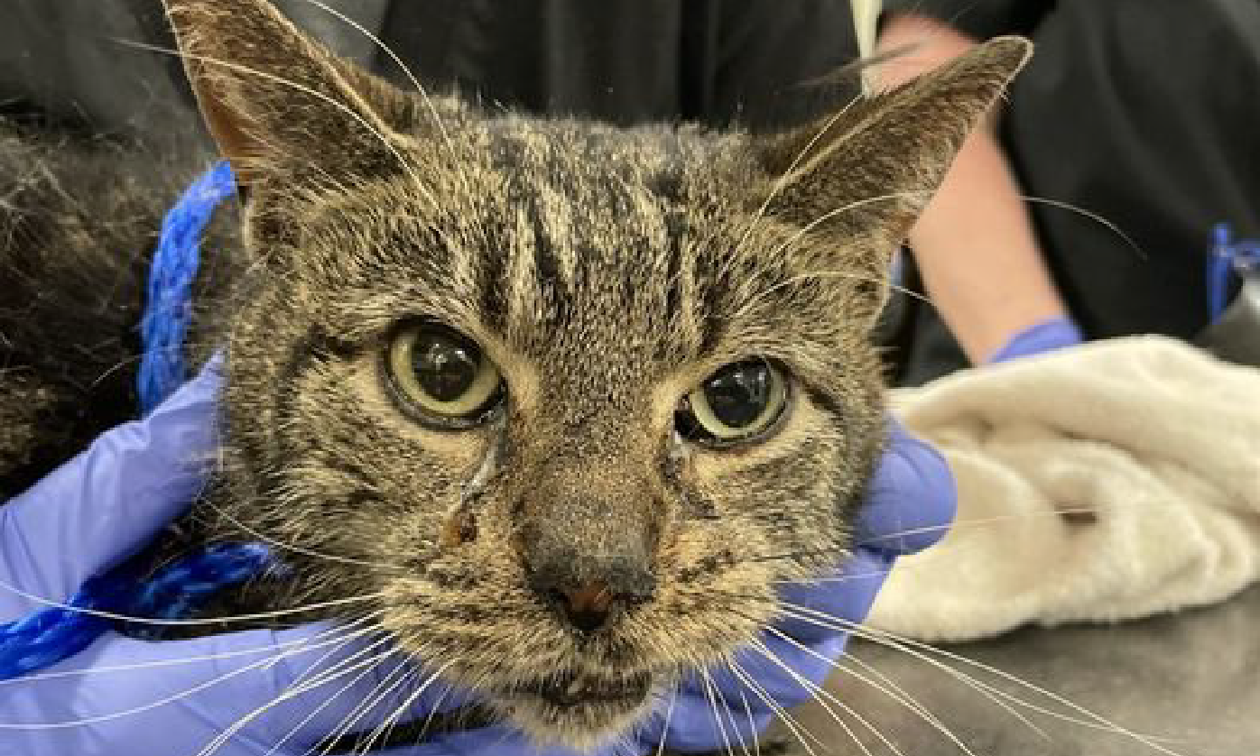 6 Common Dental Emergencies in Pets Ethos Veterinary Health