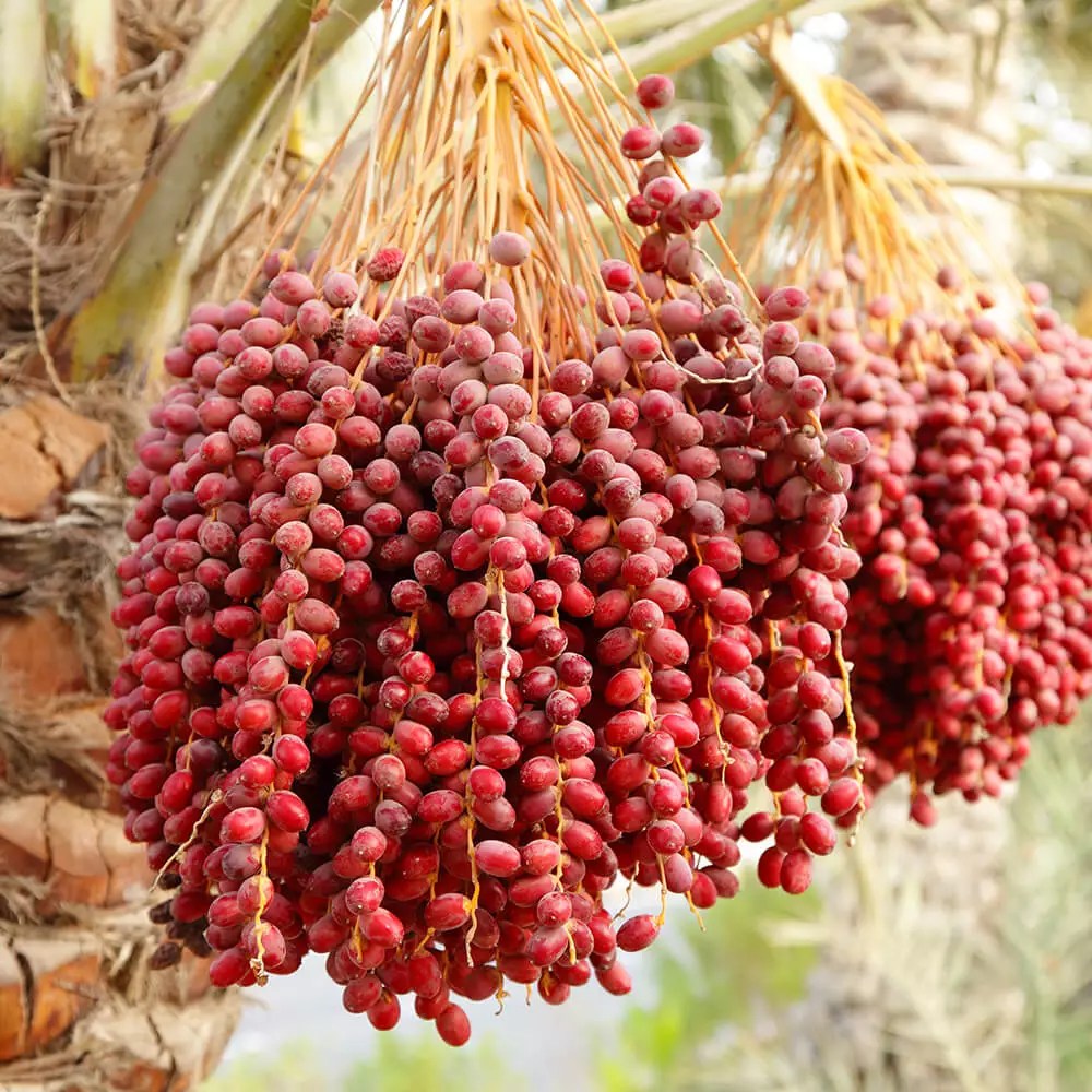 Desert date Etnikcosmetics