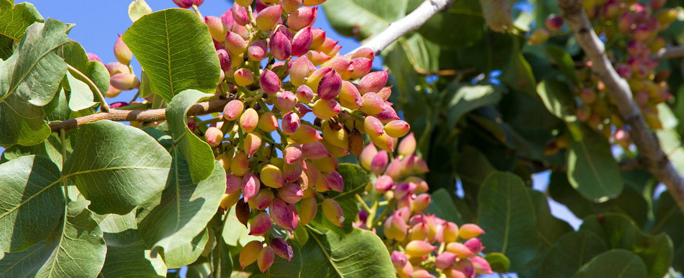 Tuscan Pistachios Etrurio