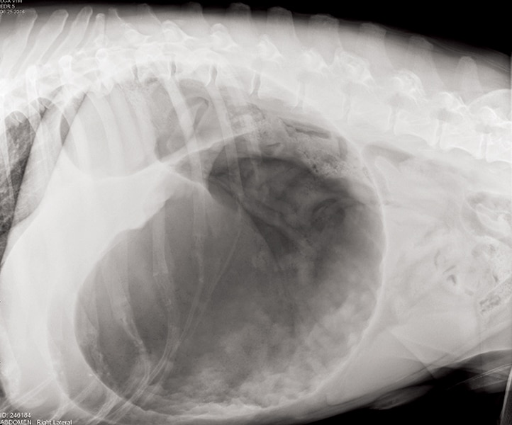 Emergency Procedures Ettrick Animal Hospital