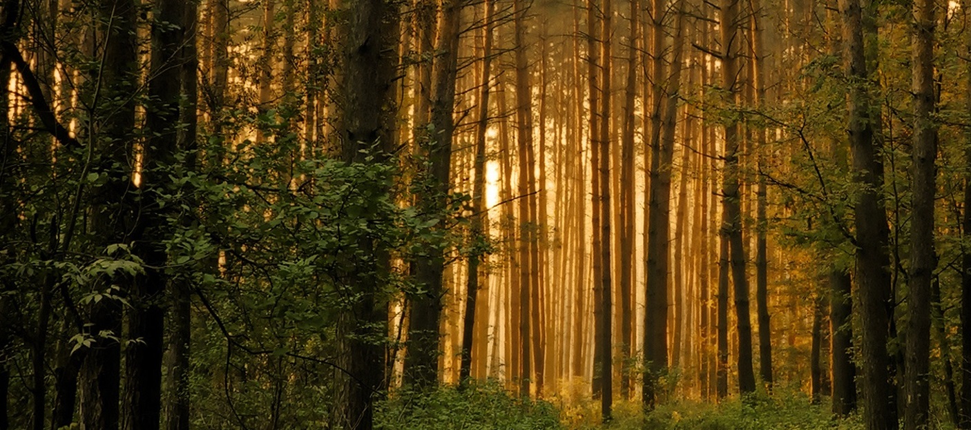 Home Eugene Forest Products