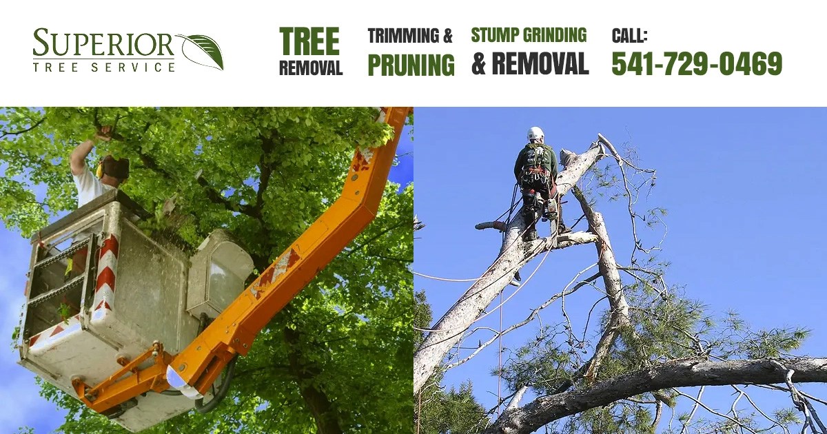 Superior Tree Service Eugene Oregon Tree Service in Eugene Oregon