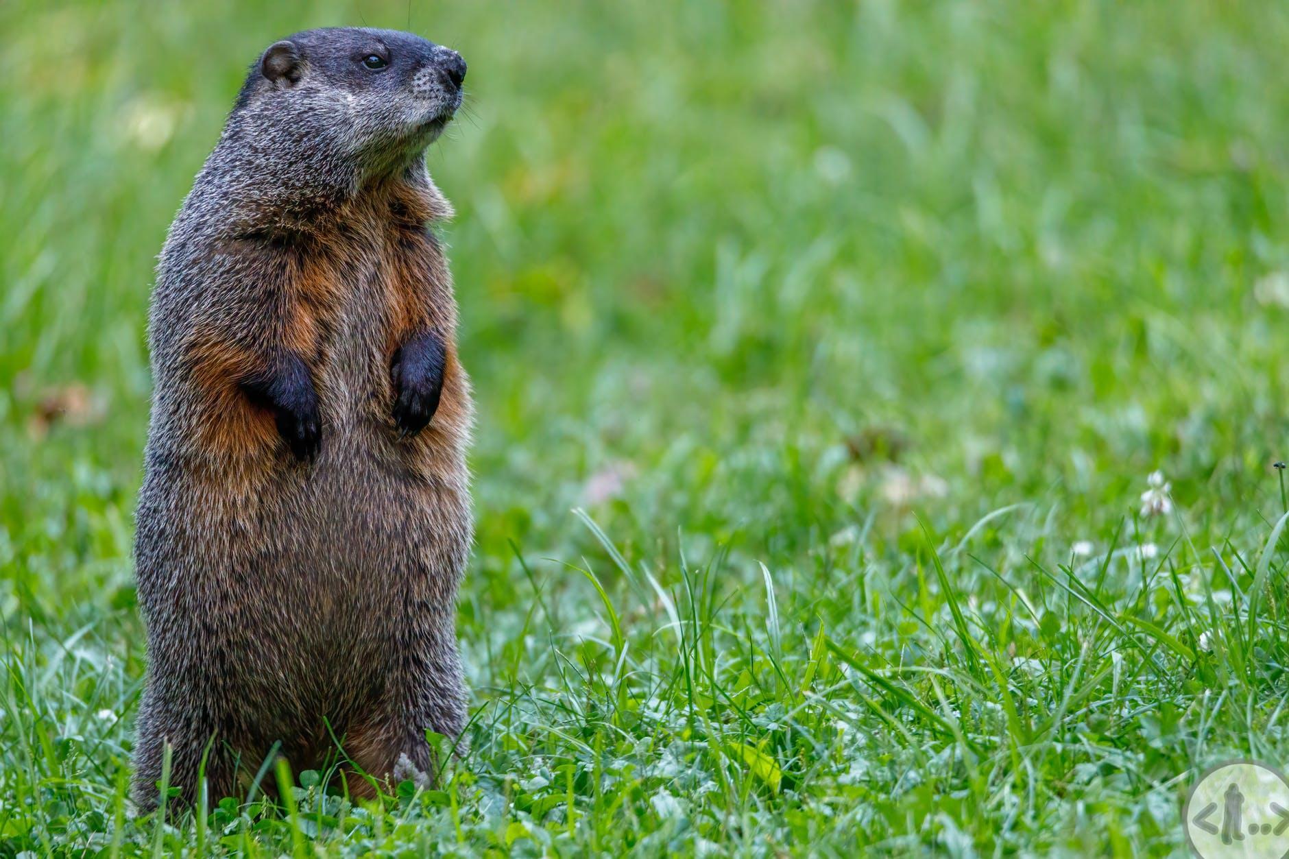 Groundhog Day jährlich grüsst das Murmeltier Home of the Eugster