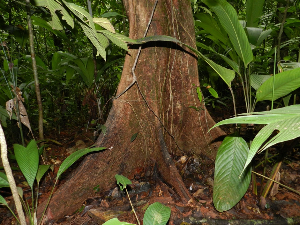 En Guyane française, certains nomment un arbre arbre cathédrale. Je