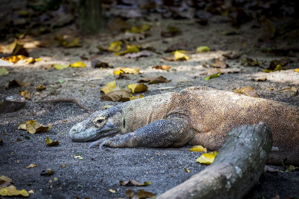 Zoologie Le dragon de Komodo existetil réellement ? Eurêkoi