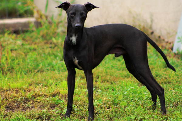 Italian Greyhound Puppies Breed information & Puppies for Sale