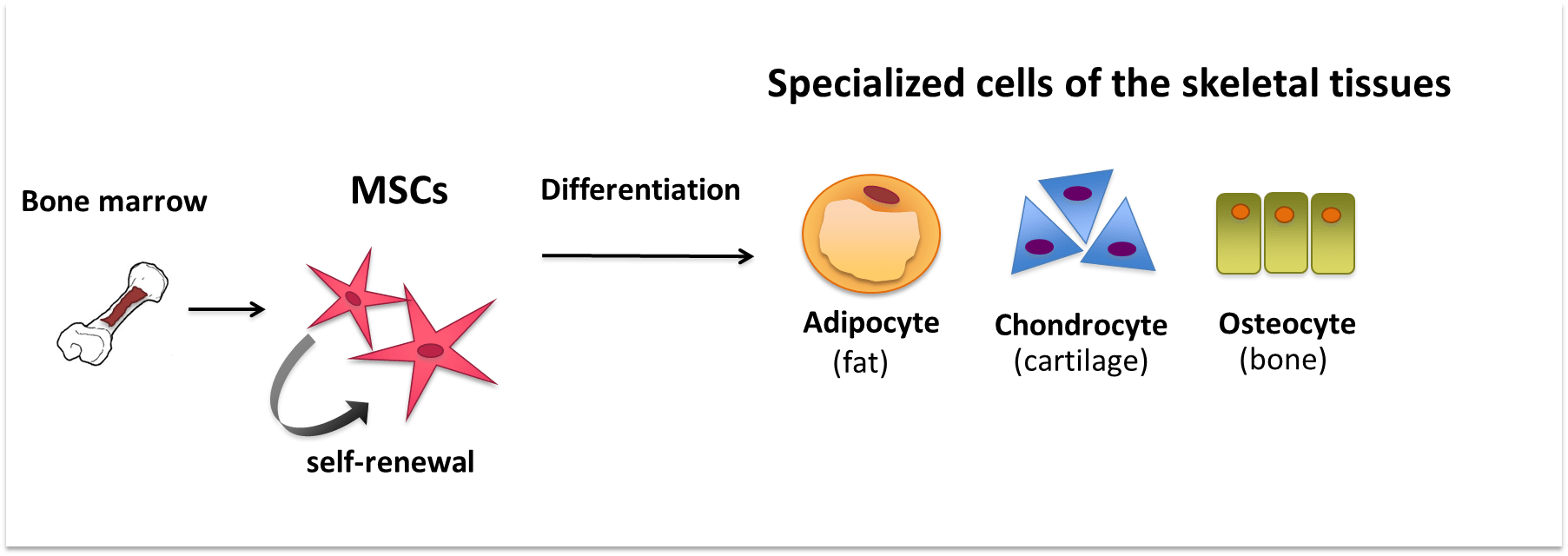 Mesenchymal Stem Cells The 'Other' Bone Marrow Stem Cells