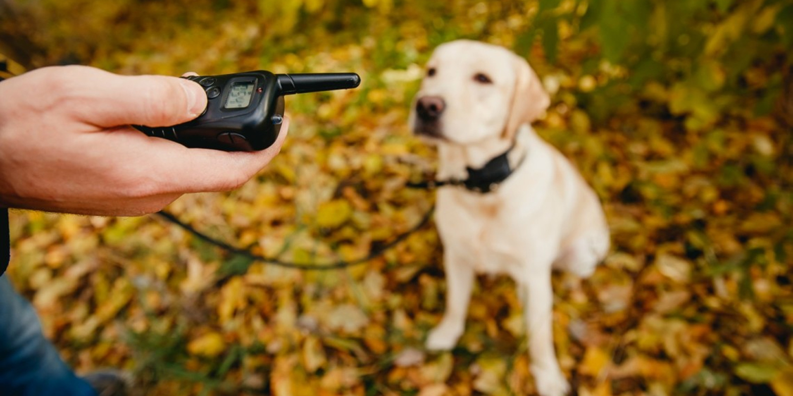 El Collar Eléctrico Para Perros, Todo Lo Que Debes Saber