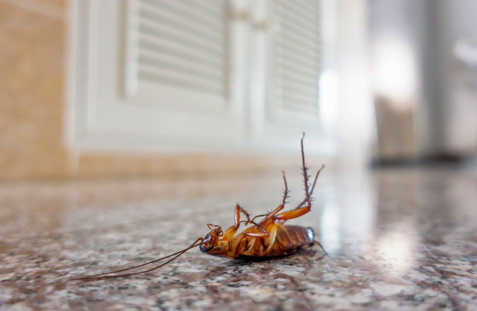 how to prepare for roach treatment kentshelnutt