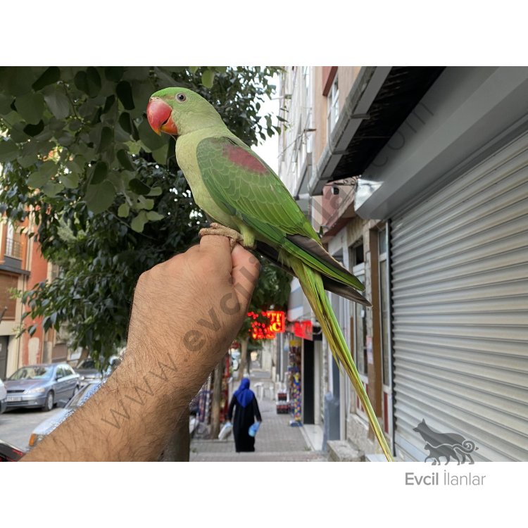 El Besleme Bebek Alexander Papağanı Evcil İlanlar