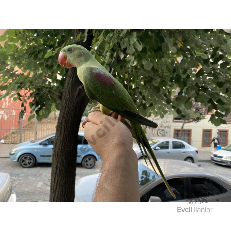 El Besleme Bebek Alexander Papağanı Evcil İlanlar