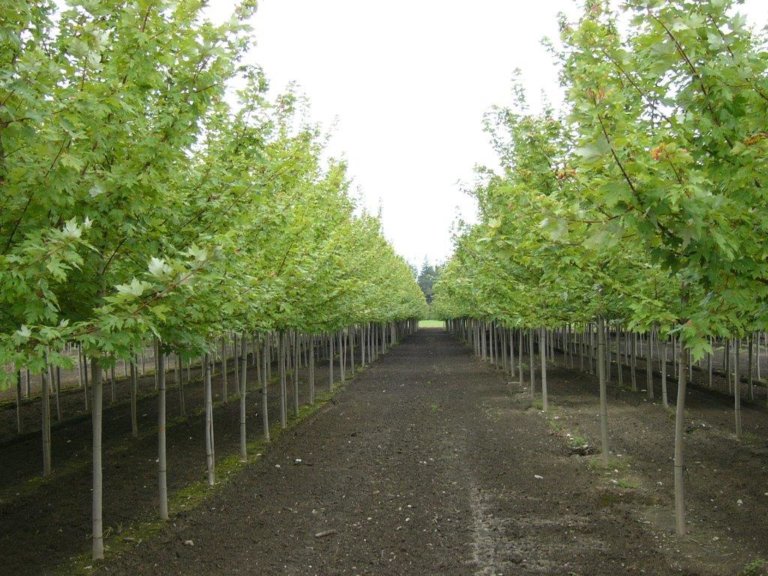 Everest Trees Hepworth & Port Elgin Garden Centre Grey Bruce