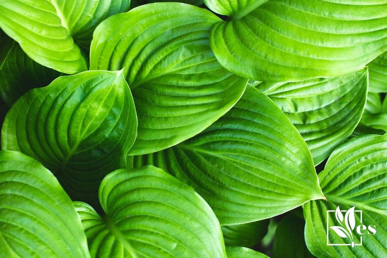 10 Plants Similar to Hostas That Like Sun Evergreen Seeds