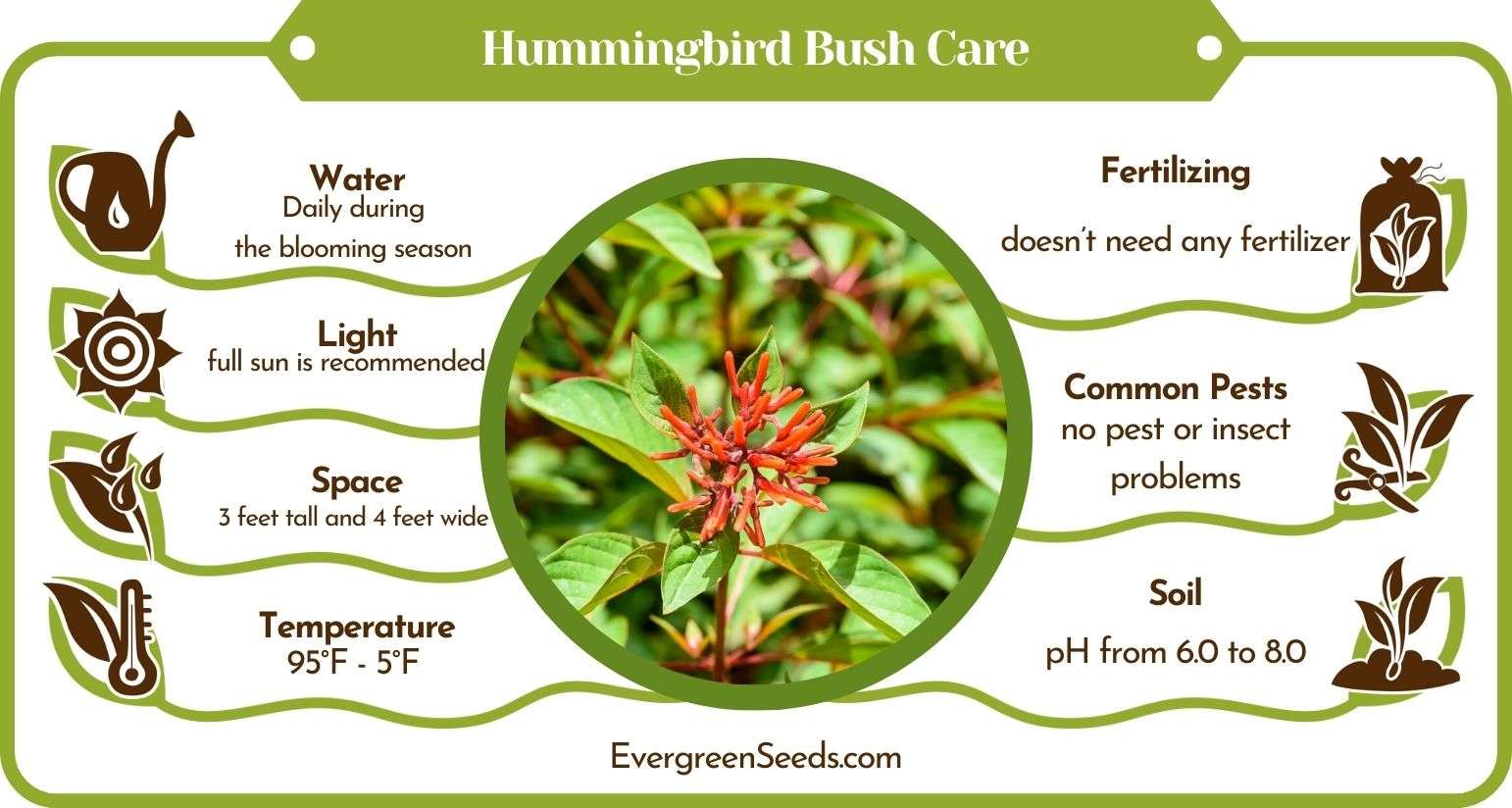 Hummingbird Bush Care Guide Growing the Ornamentals Evergreen Seeds