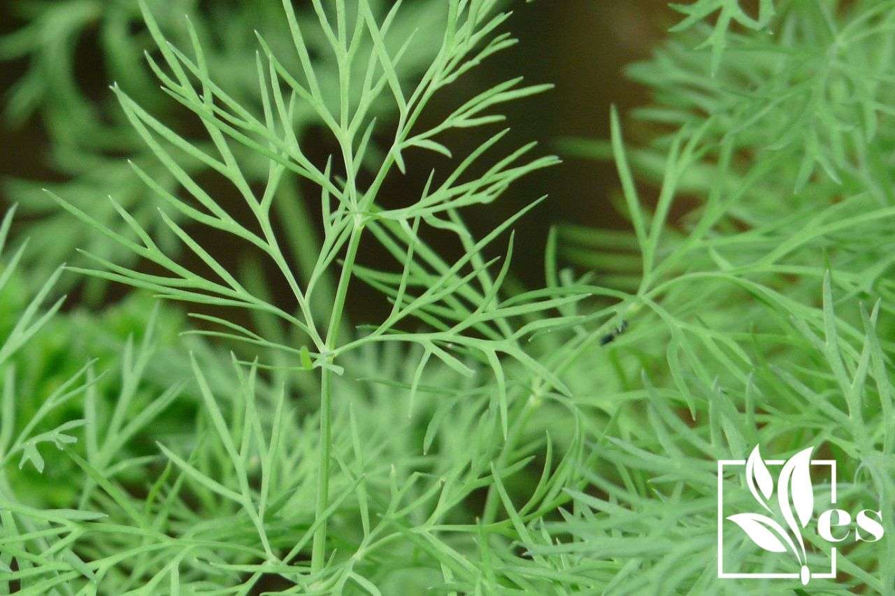 How To Prune Dill The Right Way and Best After Care Evergreen Seeds