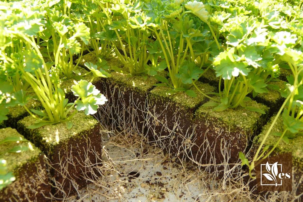 How to Fix Root Bound Plants the Correct Method of Doing It