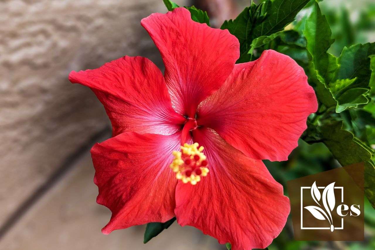 How to Prune Hibiscus Plants 6 Steps to Doing it Right! Evergreen Seeds