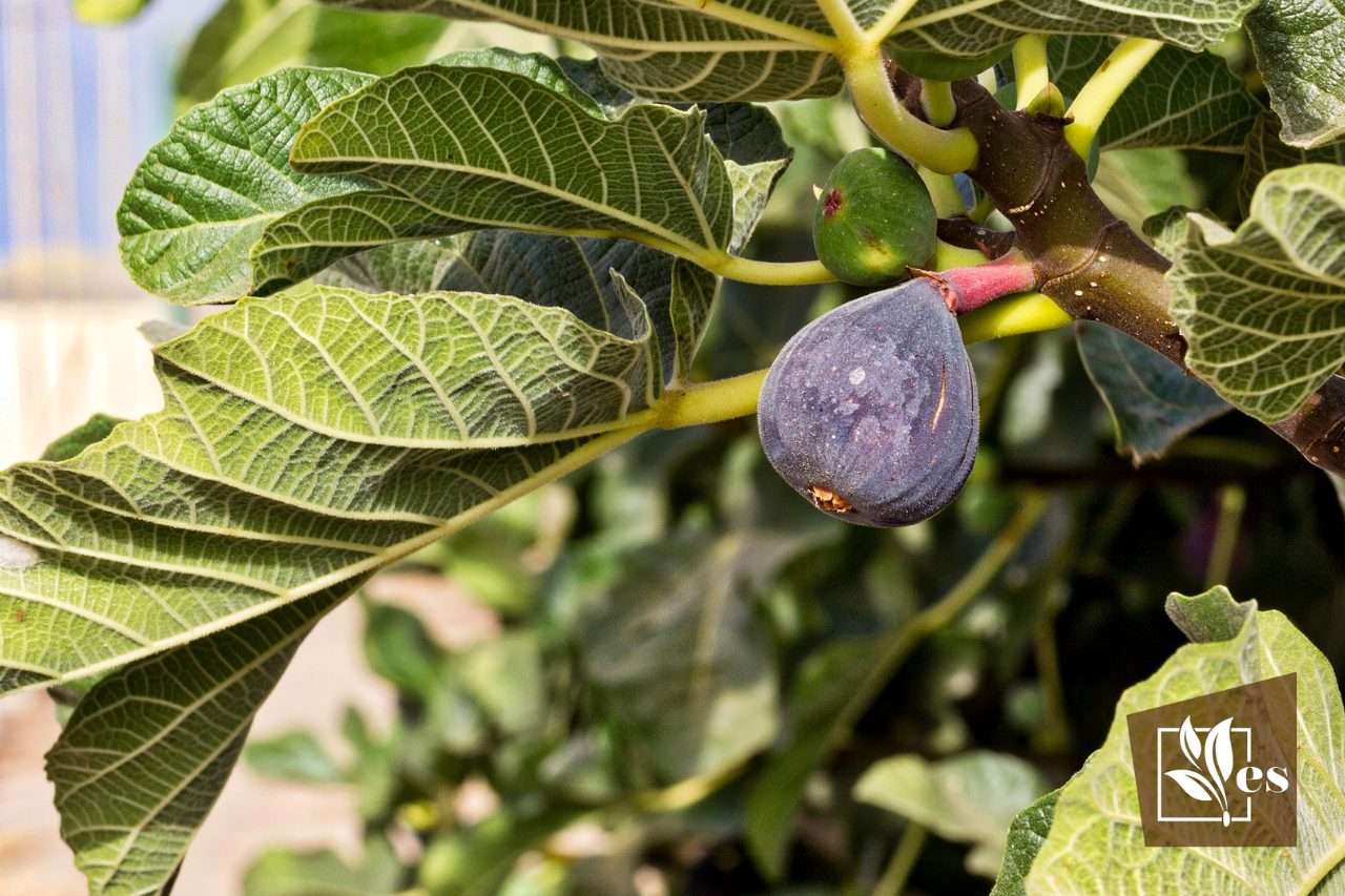 Dead Fig Tree Quick Fixes and Rehabilitation Cures