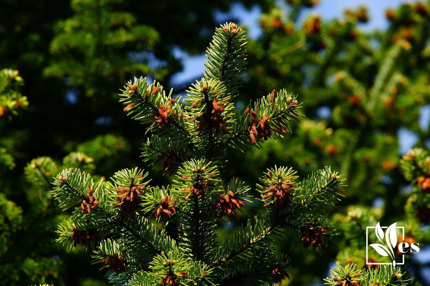 Deciduous Vs Coniferous Trees Their Differences and More Evergreen Seeds