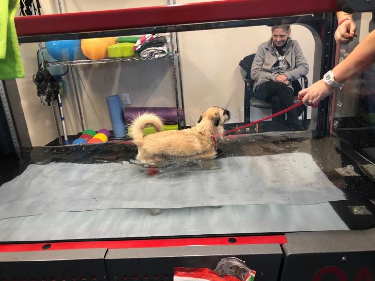Canine Physical Rehabilitation Center Pasadena, Annapolis, Catonsville MD