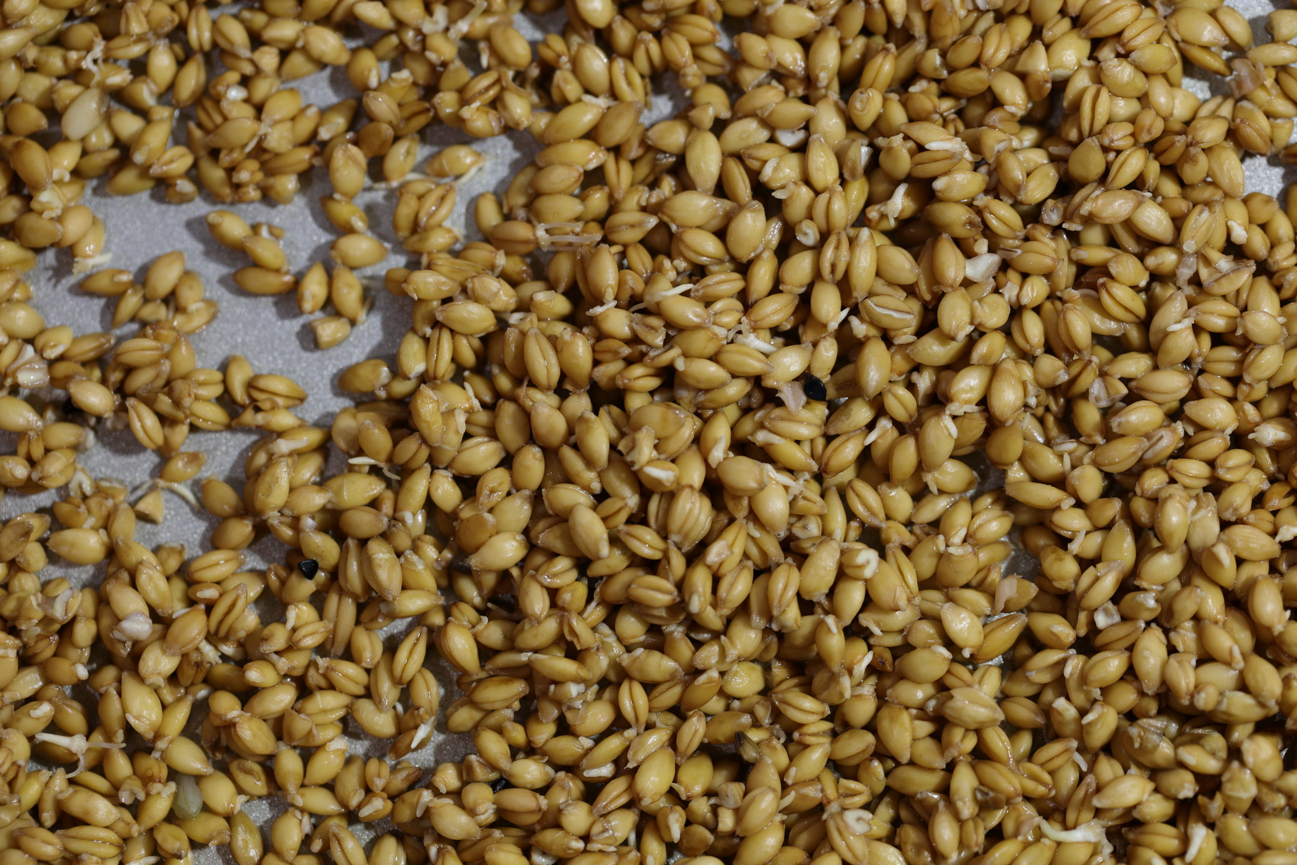 Sprouted Einkorn Bread Tartine Book No.3 Ever Open Sauce