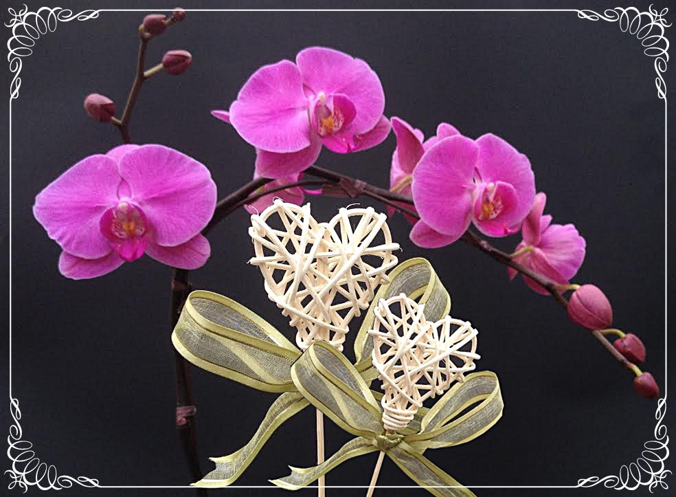 EverSpring Orchids Winnipeg_Gift Orchids