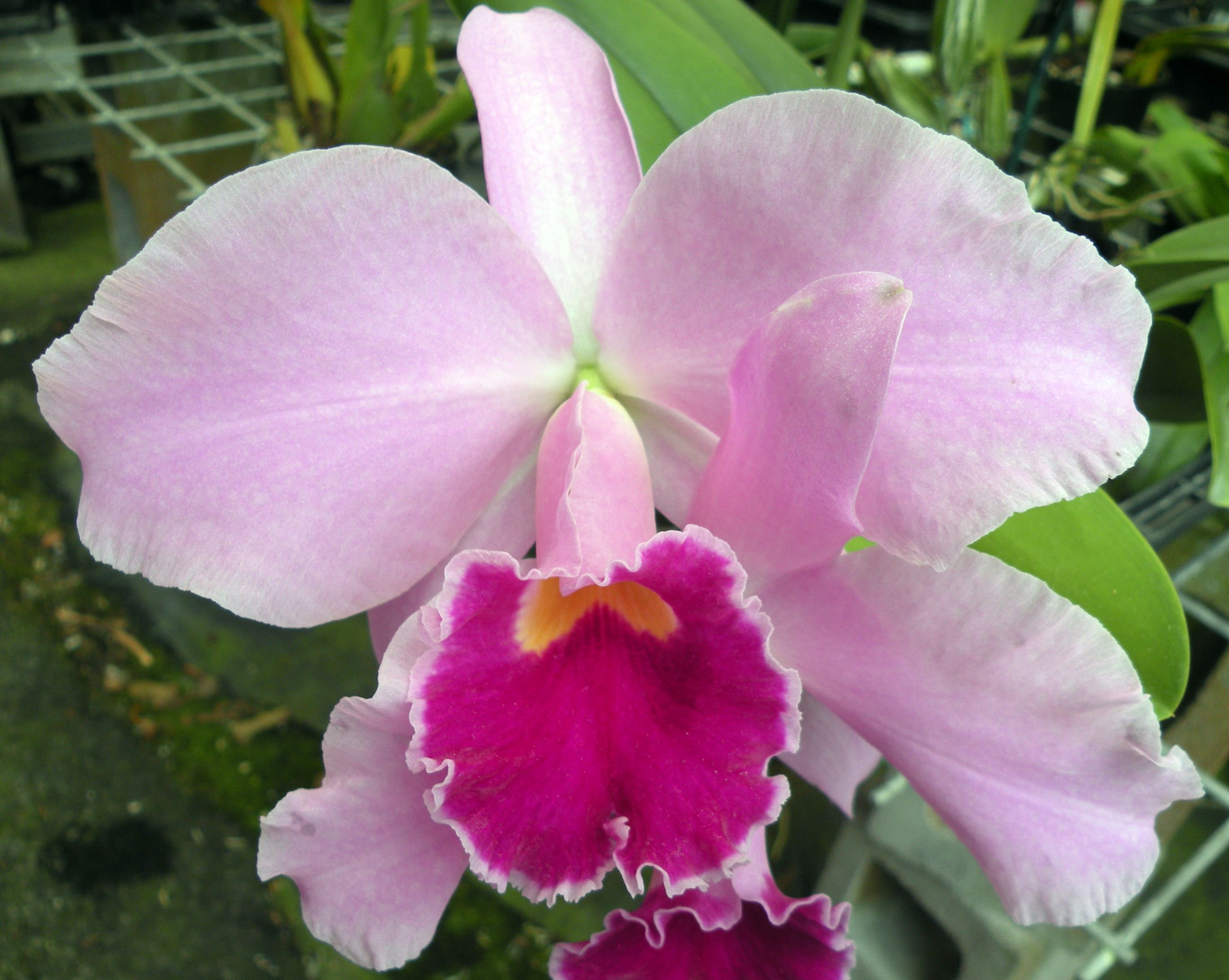 Orchid Flower Of The Holy Spirit For Sale