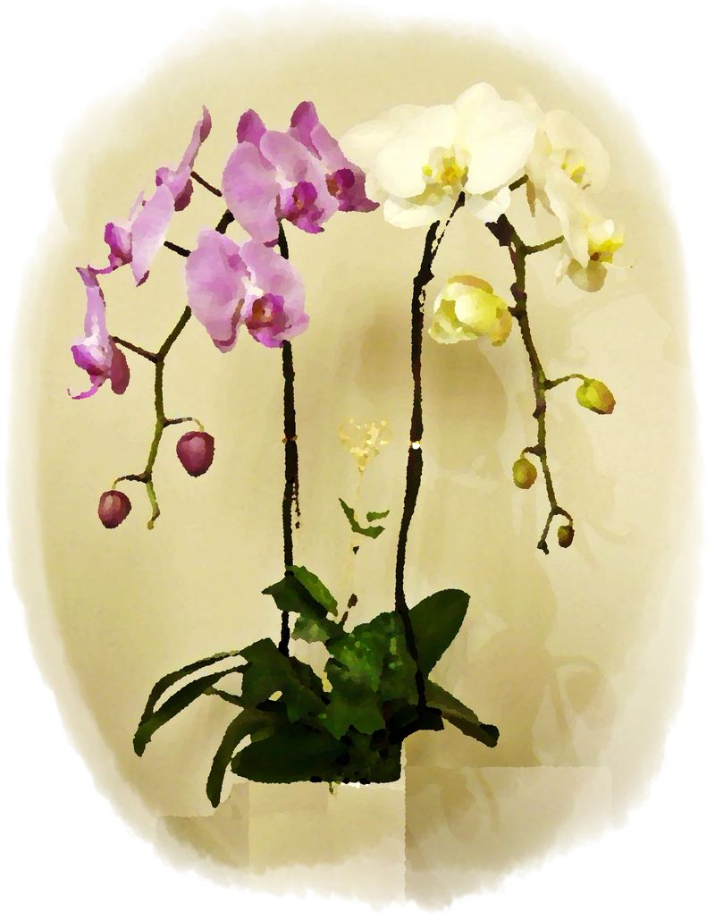 EverSpring Orchids Winnipeg