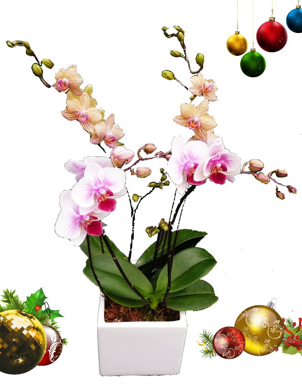 EverSpring Orchids Winnipeg_Gift Orchids