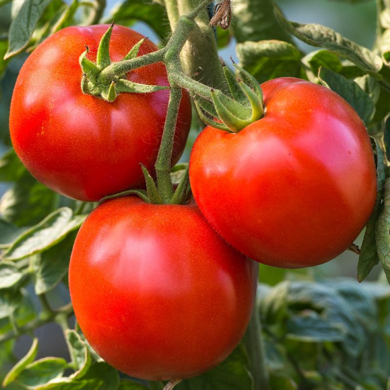 Rutger's Heirloom Tomato Seeds Everwilde Farms