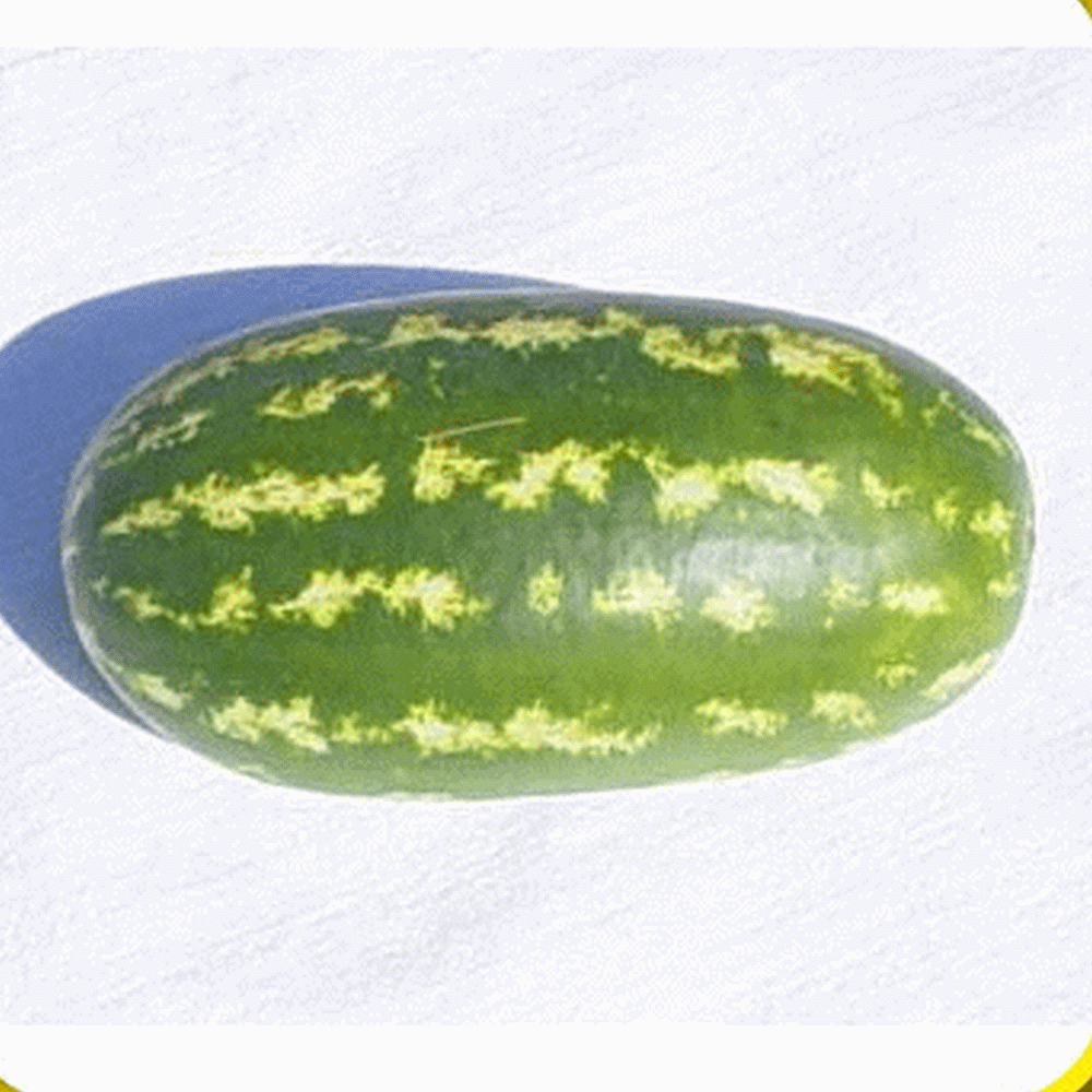 All Sweet Watermelon Seeds for Sale Everwilde Farms
