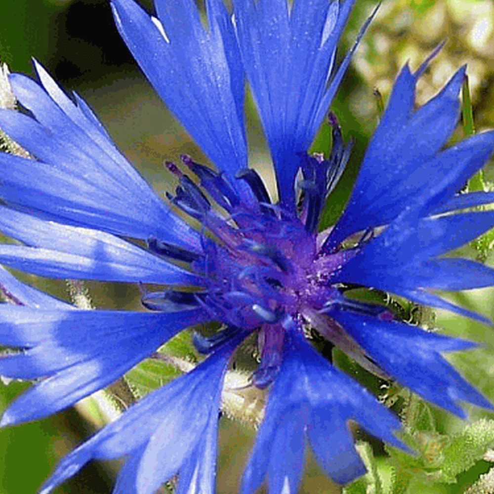Centaurea cyanus (Blue Bachelor's Button) Wildflower Seed