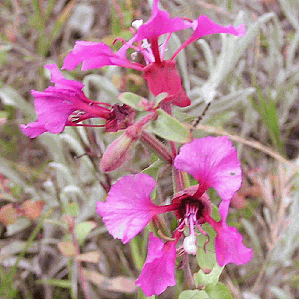 Clarkia elegans (Clarkia) Wildflower Seed